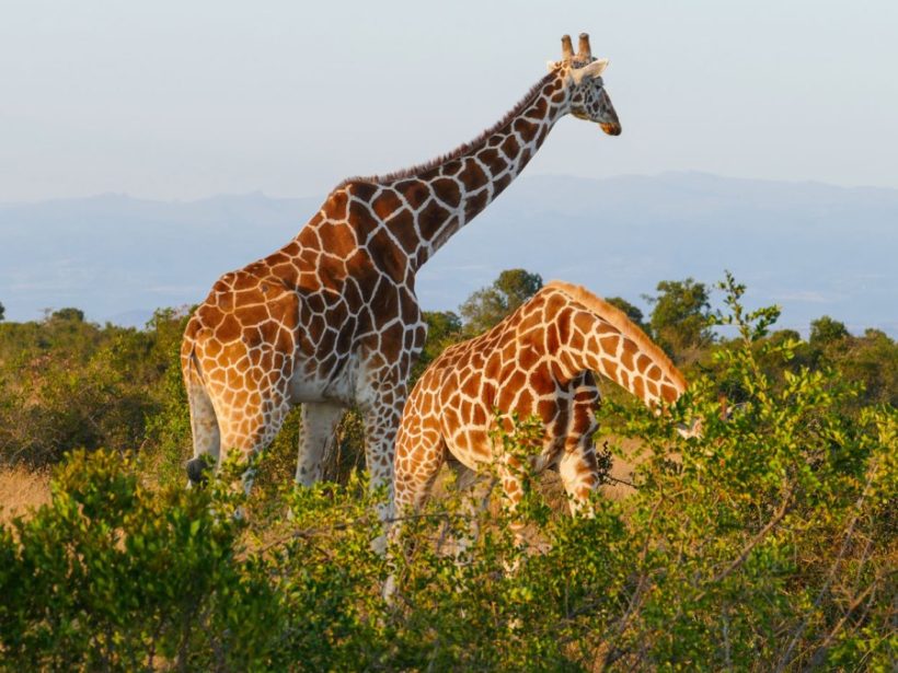 Mara-giraffes