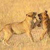 Mara-lions