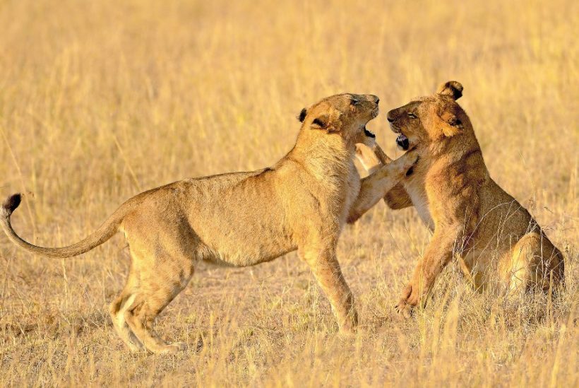 Mara-lions