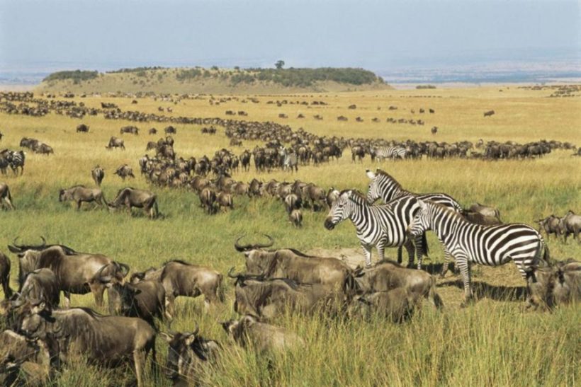 Mara-safaris