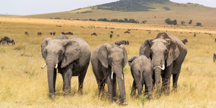 Masai-Mara-elephants