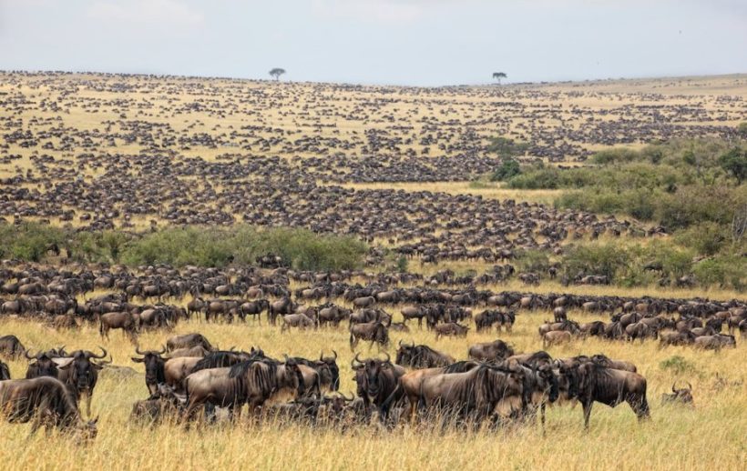 Masai-mara-wildebeest