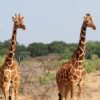 Samburu-giraffe