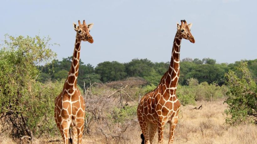 Samburu-giraffe