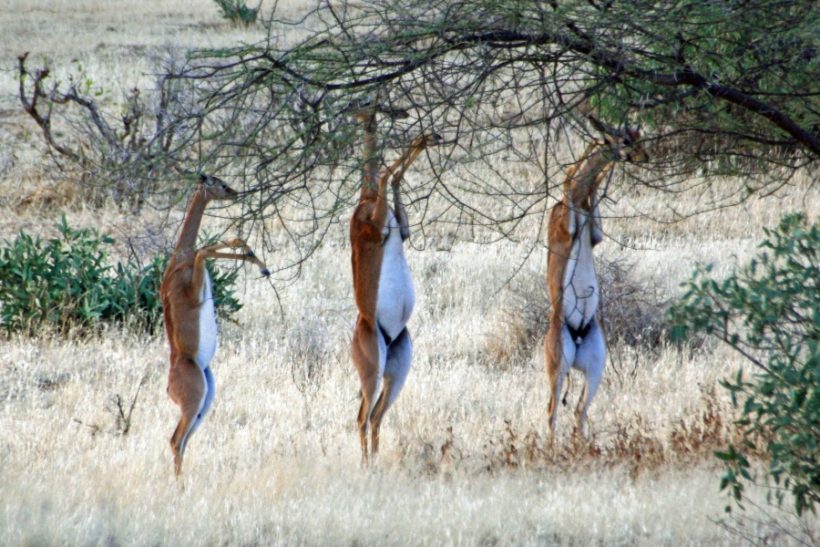 Samburu-safari