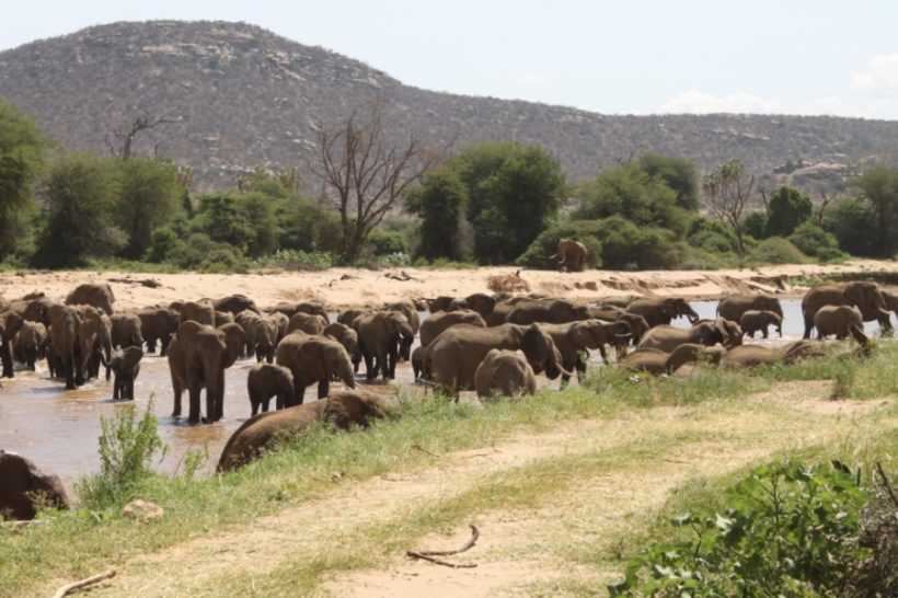 Samburu_elephants