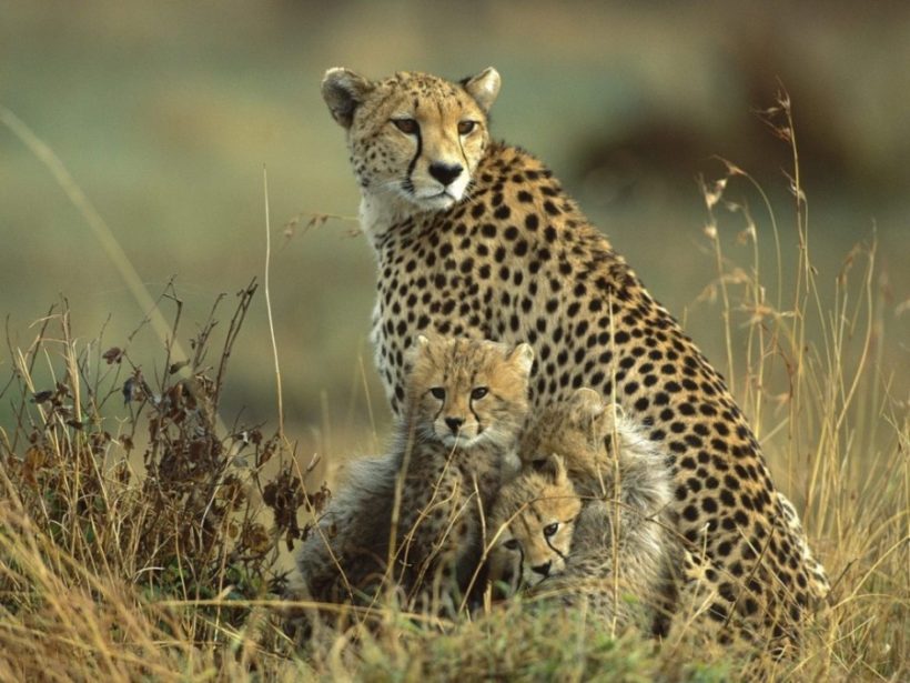 maasai-mara-cheetahs