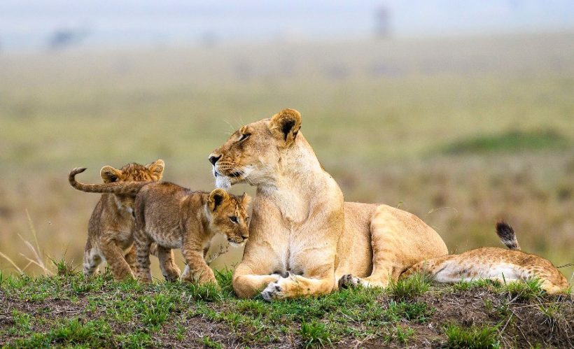 masai-mara-lions