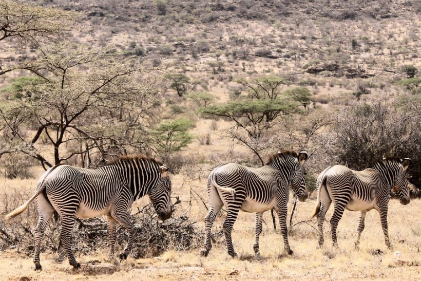 samburu-zebras