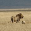 Lions_Ngorongoro