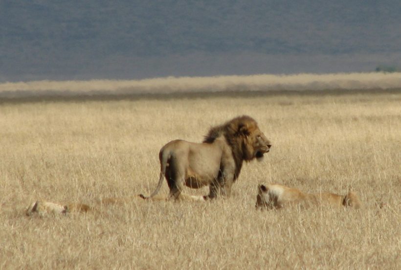 Lions_Ngorongoro