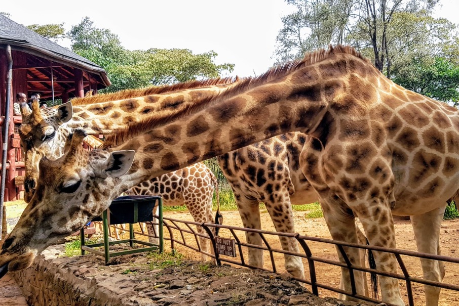 Giraffe Center - Sunnycreek Safaris